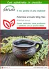 SAFLAX  - Artemisia annuale Qing Hao - 250 semi - Con Anteprima dell’immagine prodotto 1