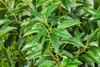 Prunus lusitanica, Portugiesischer Lorbeer, immergrün, Produktbild-Vorschau 7