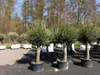 2x Olivenbaum Olive "60 Jahre" 200 - 240 cm, beste Produktbild-Vorschau 9