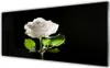Acrylglasbilder 125x50 Wandbild Druck Rose Pflanzen Produktbild-Vorschau 1