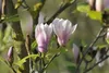 Magnolia soulangiana 'Heaven Scent', Magnolie, rosa Blüten, Produktbild-Vorschau 5