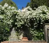 Dehner Rose Kletterrose Uetersener Klosterrose®, Züchter Produktbild-Vorschau 3