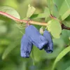 Sibirische Blaubeere `Eisbär´ Blaubeerstrauch Produktbild-Vorschau 3
