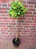 Ginkgo Mariken Kugelbaum Hochstamm 160-170 cm – Produktbild-Vorschau 2