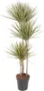 Drakónia Dracaena Bicolor Carrousel 150cm, Ø24cm, izbová Náhľad obrázku produktu 1