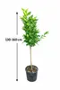 Citrus unshiu – drzewko mandarynkowe Satsuma, 130–160 cm – Podgląd zdjęcia produktu 5