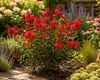 Lagerstroemia indica Petite Red 40–60 cm – Rote Produktbild-Vorschau 3