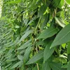 Sichtschutzhecke Lonicera henryi - Immergrünes Geißblatt Produktbild-Vorschau 2