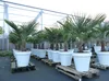 XXL Palme winterhart inkl. Pflanzkübel weiß, 180 - 220 cm Produktbild-Vorschau 5