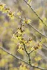 Hamamelis intermedia 'Arnold Promise', Zaubernuss, gelb, Produktbild-Vorschau 6