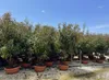 Sunny Tree - Photinia fraseri ‘Red Robin’ – mehrstämmiger Produktbild-Vorschau 2