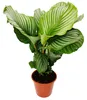 XXL-Schattenpflanze im Zebra-Look - Calathea orbifolia - Produktbild-Vorschau 2
