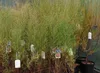 Tamarix tetrandra ( africana) - Tamarikse 60- 80 cm - Produktbild-Vorschau 1