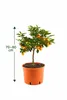 Kumquat Pflanze Fortunella margarita 70–80 cm – Ovale Produktbild-Vorschau 4