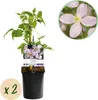 Pnacze Clematis montana Rubens - jasnorózowe kwiaty - Podgląd zdjęcia produktu 2