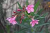 SAFLAX - Garden in the Bag - Oleander - 50 Samen - Mit Produktbild-Vorschau 4