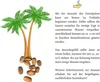 Kanarische Dattelpalme Samen (Phoenix canariensis) - Produktbild-Vorschau 5