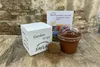 SAFLAX Garden to go - královský protea - Protea cynaroides Náhled obrázku produktu 2