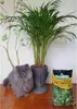 Pflanzenerde Set - 2x5l - für Palmen und Dracena - Optimale Produktbild-Vorschau 7
