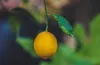 Ponthier ZITRONEN PÜREE Zitrus-Frucht-Püree 1KG Produktbild-Vorschau 5
