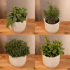 Assortiment d'herbes aromatiques pour le jardin, 4 plantes, Voir les images du produit 2