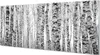 Glasbilder 125x50 Wandkunst Schwarze und weiße Birke Produktbild-Vorschau 1