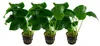 Aquarium Pflanze 3 Stück Anubias barteri Wasserpflanze Produktbild-Vorschau 1