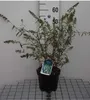 Buddleja dav. 'Nanho White' - Schmetterlingsstrauch 40- 60 Produktbild-Vorschau 1