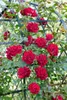 Rosa 'Santana', Kletterrose, leuchtend rot, 5-7,5 Liter Produktbild-Vorschau 1