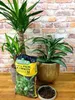 Two potted plants, a bag of soil, and a small bowl of soil are arranged on a wooden surface against a brick wall. Voir les images du produit