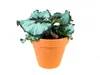 Gardners Begonia rex mix, priemer 6 cm Náhľad obrázku produktu 10