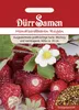 Monatserdbeere Rügen | Monatserdbeerensamen von Dürr Samen Produktbild-Vorschau 3