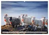 Schafe - Raues Wetter, weiche Wolle (Wandkalender 2027 DIN Produktbild-Vorschau 10
