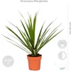 Bloomique - Mix 4 - Mieszanka oczyszczająca powietrze - Podgląd zdjęcia produktu 5