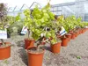 Vitis Vinifera kernlos rote & helle Trauben Weinstock, Produktbild-Vorschau 7