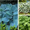 Stauden Gänge 3 x Hosta Kollektion im 1 Liter Topf - Produktbild-Vorschau 1