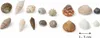 Muschelmix Small 1kg naturbelassen Deko Muscheln Schnecken Produktbild-Vorschau 8