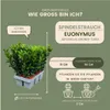 Plants by Frank | 6 Grüne Spindelstrauch Pflanzen | Produktbild-Vorschau 7