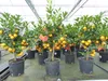 Calamondin Stamm Busch Orange Citrus Mitis 70 - 80 cm Produktbild-Vorschau 6