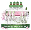 Air Wick Active Fresh automatyczny spray zapachowy bez Podgląd zdjęcia produktu 2