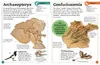 Fossilien Produktbild-Vorschau 10