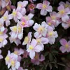 2 x  Waldrebe montana  - Clematis montana 'Fragrant Spring' Produktbild-Vorschau 5