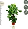 Monstera Deliciosa – pyszna monstera – roślina doniczkowa Podgląd zdjęcia produktu 3