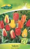Artikelbild 2 von 'Tulpen Greigii Mischung (20 Stück)' aus der Kategorie Tulpenzwiebeln Produktbild-Vorschau