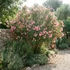 1x Nerium oleander licht roze P26 H80 Produktbild-Vorschau 3