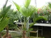 Palme winterhart 150 - 180 cm Trachycarpus Wagnerianus Produktbild-Vorschau 5