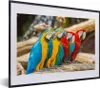 MuchoWow® Gerahmtes Poster Vögel - Papagei - Tropisch - Produktbild-Vorschau 1