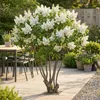 Green boutiQ - Plante de jardin - Syringa vulgaris mme Voir les images du produit 6