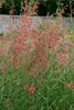 Penstemon barbatus 'Coccineus', Bartfaden, leuchtend rot, Produktbild-Vorschau 1
