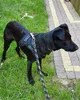 A black dog wearing a harness and leash stands on grass next to a paved walkway. Podgląd zdjęcia produktu